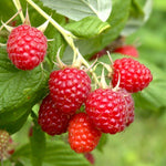 Carica immagine nel visualizzatore Galleria, PIANTA DI LAMPONE ROSSO SENZA SPINE in vaso 16/18 (foto reali)