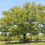 Carica immagine nel visualizzatore Galleria, PIANTA DI QUERCUS PETRAEA IN VASO 18 CM (foto reale) ROVERE