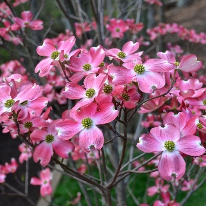 PIANTA DI CORNUS FLORIDA RUBRA IN VASO ALTEZZA 80/100 CM ( FOTO REALE) CORNIOLO
