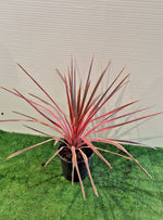 Carica immagine nel visualizzatore Galleria, PIANTA DI CORDYLINE AUSTRALIS PINK PASSION in vaso 21 (foto reali)