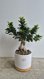 Carica immagine nel visualizzatore Galleria, BONSAI DI FICUS GINSENG - Ficus Ginseng