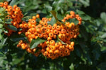 Carica immagine nel visualizzatore Galleria, PIANTA DI PIRACANTA A PIRAMIDE ALTEZZA 60/80 CM (FOTO REALI) PYRACANTHA IN VASO