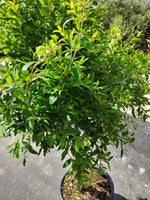 Carica immagine nel visualizzatore Galleria, 'PUNICA GRANATUM' PIANTA DI MELOGRANO DA FRUTTO 'WONDERFUL' V. 50 H 180/200 CM