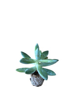 Carica immagine nel visualizzatore Galleria, 10 pezzi di Piante Grasse Hookeri - Echeveria Hybrida IN VASO 10