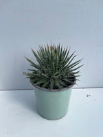 Carica immagine nel visualizzatore Galleria, PIANTA DI AGAVE AMERICANA VARIETA' MIX IN VASO 17 CM (foto reali)