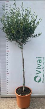 Carica immagine nel visualizzatore Galleria, PIANTA DI ULIVO IN VARIETA' IN VASO 30 CM H.170/190 CM (foto reale)