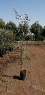 Carica immagine nel visualizzatore Galleria, PIANTA DI ULIVO CAROLEA da mensa in vaso 24 età 3/4 anni (foto reali)