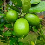 Carica immagine nel visualizzatore Galleria, PIANTA DI LIME in vaso 24 - età 3/4 anni