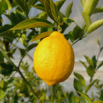 Carica immagine nel visualizzatore Galleria, PIANTA DI LIMONE MEYER in fitocella - età 2-3 anni