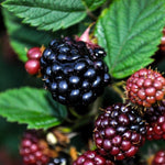 Carica immagine nel visualizzatore Galleria, PIANTA DI LAMPONE NERO in vaso 16/18 (foto reali)