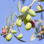 Carica immagine nel visualizzatore Galleria, PIANTA DI ULIVO CIMA DI MONOPOLI in vaso 20/fitocella - età 2/3 anni foto reali