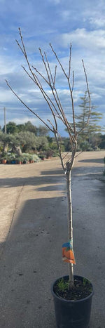 Carica immagine nel visualizzatore Galleria, PIANTA DI CAKO CACO MELA IN MASTELLO DI 6 ANNI (FOTO REALE) H.160/180CM