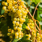 Carica immagine nel visualizzatore Galleria, PIANTA DA FRUTTO UVA GLERA in vaso età 2/3 anni