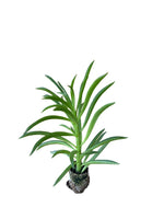 Carica immagine nel visualizzatore Galleria, 10 pezzi di Piante Grasse Mermaid Tresses - Paperomia Hybrida IN VASO 10