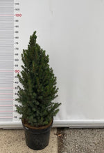 Carica immagine nel visualizzatore Galleria, PIANTA DI PICEA GLAUCA ALBERTIANA CONICA VASO CLT 7 H. 70/80 CM (foto reale)