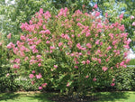 Carica immagine nel visualizzatore Galleria, PIANTA DI LAGERSTROEMIA INDICA IN VASO 26 H 120 (foto reali) MIRTO CRESPO