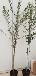 Carica immagine nel visualizzatore Galleria, PIANTA DI ULIVO NOCELLARA DEL BELICE da mensa in vaso 20/fitocella età 2/3 anni