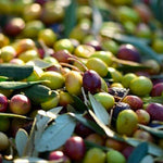 Carica immagine nel visualizzatore Galleria, PIANTA DI ULIVO OGLIAROLA in vaso 20/fitocella - età 2/3 anni (foto reali)