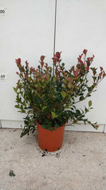 Carica immagine nel visualizzatore Galleria, PIANTA DI PHOTINIA X FRASERI NANA VASO 18 cm altezza 40 cm (foto reale)