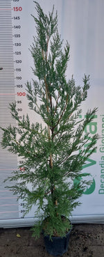 Carica immagine nel visualizzatore Galleria, 50 Piante di Leylandii V18 H 130/150 cm – Siepe Sempreverde Crescita Rapida