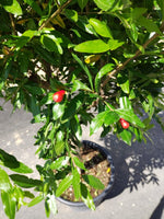 Carica immagine nel visualizzatore Galleria, 'PUNICA GRANATUM' PIANTA DI MELOGRANO DA FRUTTO 'WONDERFUL' V. 50 H 180/200 CM