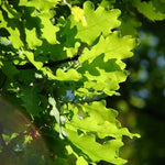 Carica immagine nel visualizzatore Galleria, PIANTA DI QUERCUS PETRAEA IN VASO 18 CM (foto reale) ROVERE