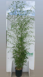 Carica immagine nel visualizzatore Galleria, PIANTA DI BAMBU' "phyllostachys aurea " altezza 160/180 cm in vaso 24 cm