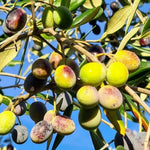 Carica immagine nel visualizzatore Galleria, PIANTA DI ULIVO TOSCANINA in vaso 20/fitocella - età 2/3 anni