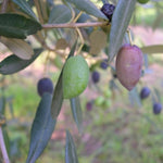 Carica immagine nel visualizzatore Galleria, PIANTA DI ULIVO MIGNOLA in vaso 20/fitocella età 2/3 anni (foto reali)