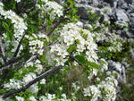 Carica immagine nel visualizzatore Galleria, PIANTA DI PRUNUS MAHALEB IN VASO 18 CM CILIEGIO CANINO