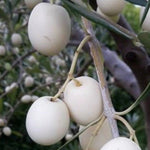 Carica immagine nel visualizzatore Galleria, PIANTA DI ULIVO BIANCO LEUCOCARPA in vaso 20/fitocella - età 2/3 anni