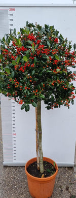 Carica immagine nel visualizzatore Galleria, PIANTA DI ILEX NELLY STEVENS IN VASO 1/2 FUSTO CLT 25 (foto reali) AGRIFOGLIO