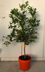 Carica immagine nel visualizzatore Galleria, PIANTA DI CALAMONDINO VASO COLORATO 24 cm altezza 90/100 cm