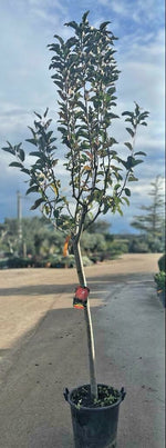Carica immagine nel visualizzatore Galleria, PIANTA DA FRUTTO ALBICOCCA BULIDA in mastello età 5/6 anni C.T. 14/16 cm