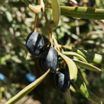 Carica immagine nel visualizzatore Galleria, PIANTA DI ULIVO MELA *da mensa* in vaso 24 - età 3/4 anni