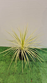 Carica immagine nel visualizzatore Galleria, PIANTA DI CORDYLINE AUSTRALIS FESTIVAL LIME in vaso 21 (foto reali)