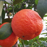 Carica immagine nel visualizzatore Galleria, PIANTA DI ARANCIO VANIGLIA ROSSA in fitocella - età 2/3 anni