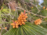 Carica immagine nel visualizzatore Galleria, N.2 PIANTA DI PINO D' ALEPPO "PINUS HALEPENSIS" IN ALVEOLO (foto reale)