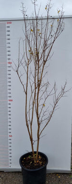 Carica immagine nel visualizzatore Galleria, PIANTA DI LAGERSTROEMIA INDICA IN VASO 33 (foto reali) MIRTO CRESPO