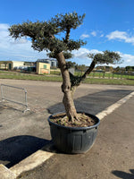 Carica immagine nel visualizzatore Galleria, Albero di Ulivo Bonsai Secolari FOTO REALI ritiro in zona Altamura (BA)
