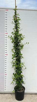 Carica immagine nel visualizzatore Galleria, PIANTA DI RINCOSPERMUM JASMINOIDES VASO 24 H 210