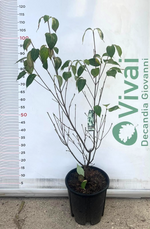 Carica immagine nel visualizzatore Galleria, PIANTA DI CORNUS FLORIDA RUBRA IN VASO ALTEZZA 80/100 CM ( FOTO REALE) CORNIOLO