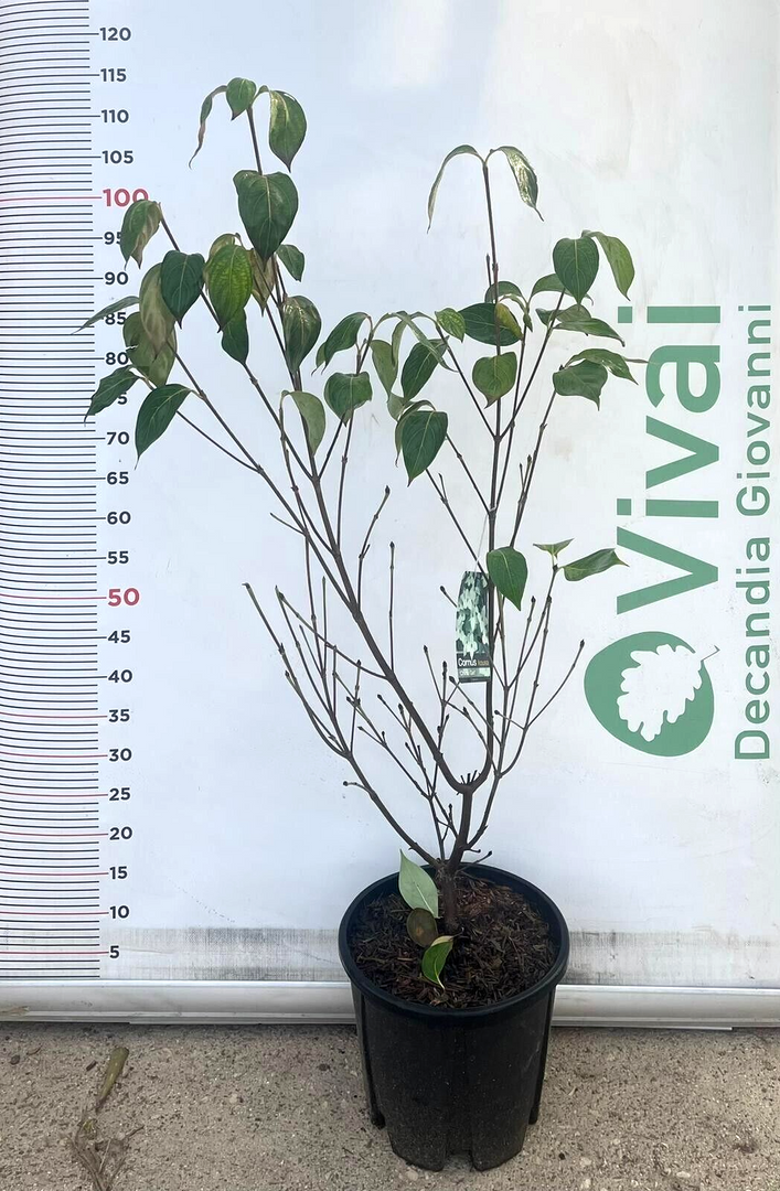 PIANTA DI CORNUS FLORIDA RUBRA IN VASO ALTEZZA 80/100 CM ( FOTO REALE) CORNIOLO
