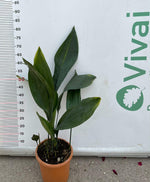 Carica immagine nel visualizzatore Galleria, PIANTA DI ASPIDISTRA ELIATOR VASO 20 (foto reali) H. 50/60 cm PIANTA DI PIOMBO
