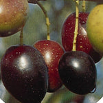 Carica immagine nel visualizzatore Galleria, PIANTA DI ULIVO PICHOLINE in vaso 20/fitocella - età 2/3 anni (foto reali)