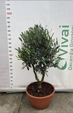 Carica immagine nel visualizzatore Galleria, ALBERO DI ULIVO CIPRESSINO 'OLEA EUROPAEA ORNAMENTALE' CIOTOLA 30 (foto reale)