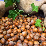 Carica immagine nel visualizzatore Galleria, PIANTA DA FRUTTO NOCCIOLO TONDA GENTILE DELLE LANGHE in vaso 20 età 2/3 anni
