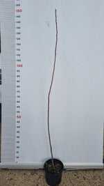 Carica immagine nel visualizzatore Galleria, PIANTA DI PRUNUS AVIUM IN VASO 18 CM (foto reale) CILIEGIO