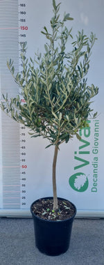 Carica immagine nel visualizzatore Galleria, PIANTA DI ULIVO IN VASO 30cm 1/4 di FUSTO (foto reali)