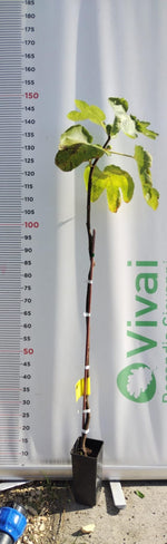 Carica immagine nel visualizzatore Galleria, PIANTA DA FRUTTO FICO SANT'ANTONIO in vaso 20 età 2/3 anni (foto reali)
